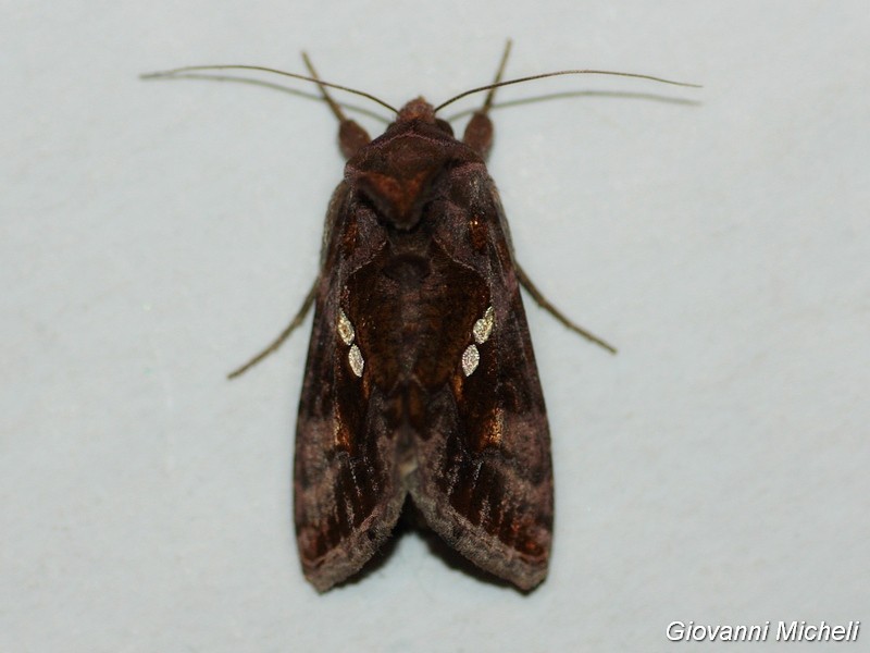 Chrysodeixis chalcites Noctuidae